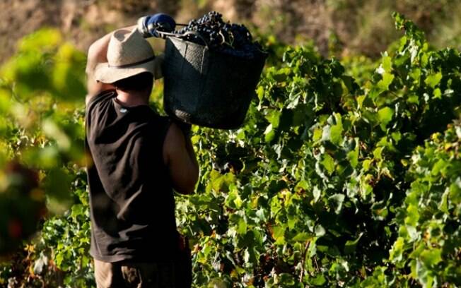 Brasil está entre os 15 maiores mercados atrativos para a indústria de vinho