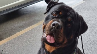 Rottweiler%20de%2047%20kg%20viraliza%20ao%20se%20aconchegar%20no%20colo%20do%20vov%C3%B4