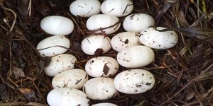 Ovos raros de crocodilos-siameses em extinção são achados
