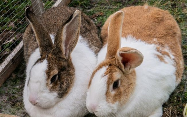Qual é a diferença entre coelho e lebre?