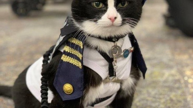 Aeroporto ‘contrata’ primeiro gato para equipe de terapia