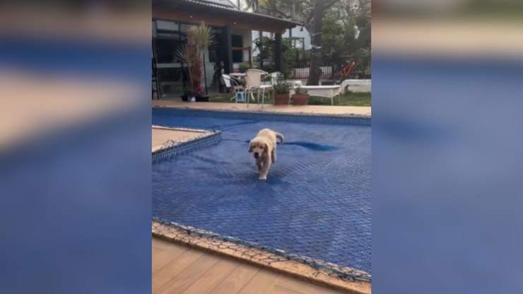 Cãozinho brinca em cima da lona da piscina sem medo de ser feliz