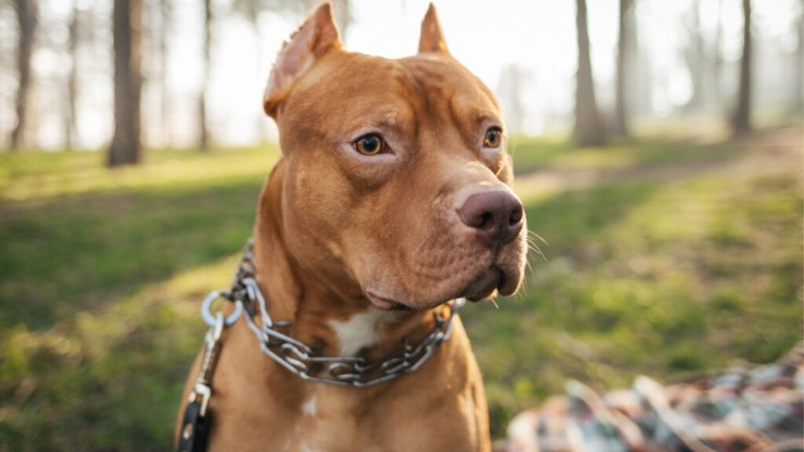 Tudo o que você precisa saber sobre o cachorro pitbull