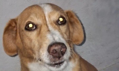 Cachorro caramelo tenta disfarçar após fazer xixi no sofá