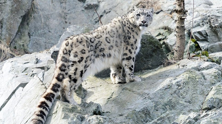 Leopardo-das-neves