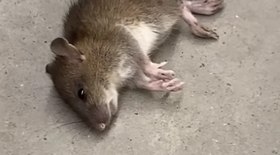 Influenciador mata rato com chute em mercado e gera polêmica