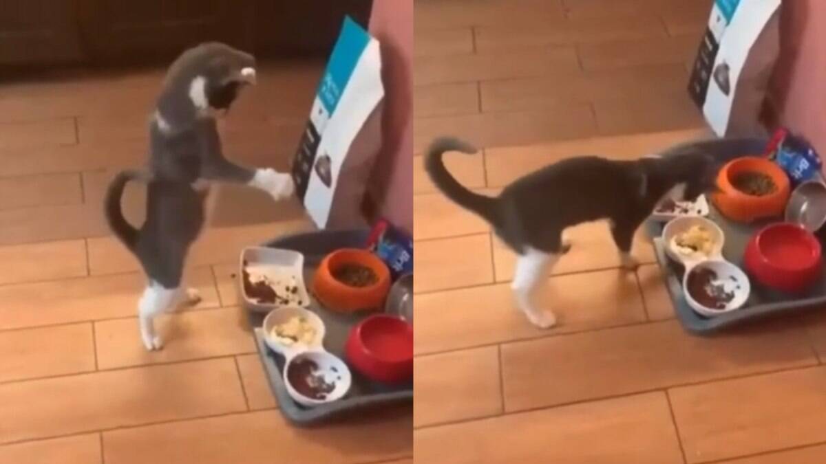 Gato dá pulinhos ao se deparar com comida diferente