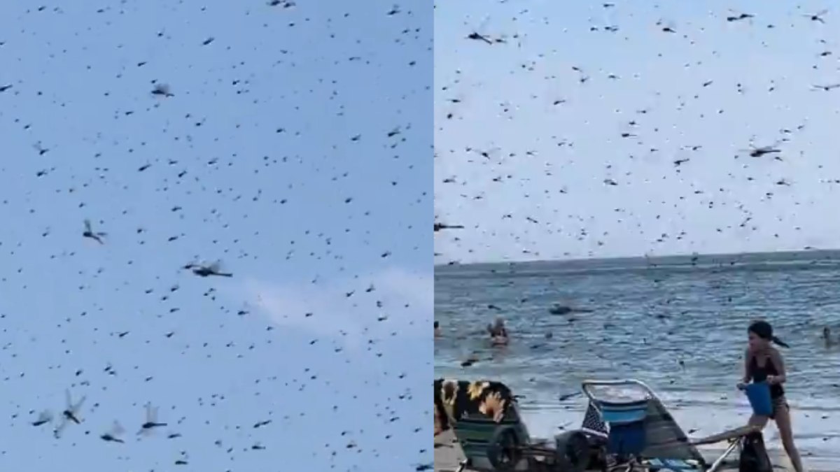 Libélulas tomaram o céu de uma praia dos EUA