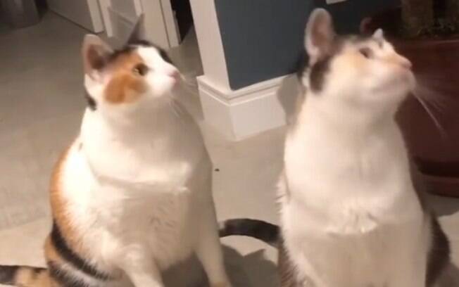 Vídeo de gatinhas hipnotizadas vai salvar o seu dia