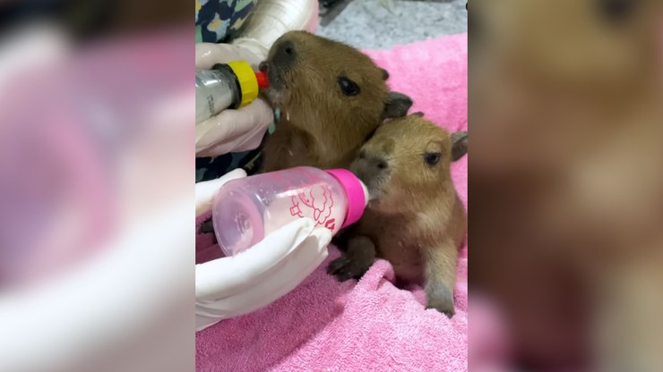 Filhotes de capivara são alimentados com mamadeira após resgate