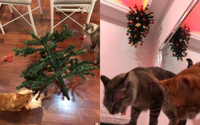 Gatos são surpreendidos por árvore de Natal que fica no teto