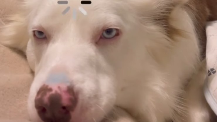 Border%20Collie%20cheio%20de%20carisma%20cumprimenta%20seguidores