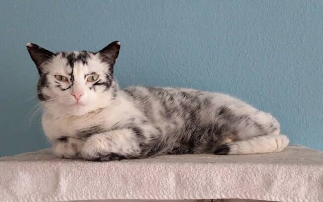 Gato com vitiligo nasceu preto com algumas partes brancas, mas ao longo do tempo foi ficando inteiro branco