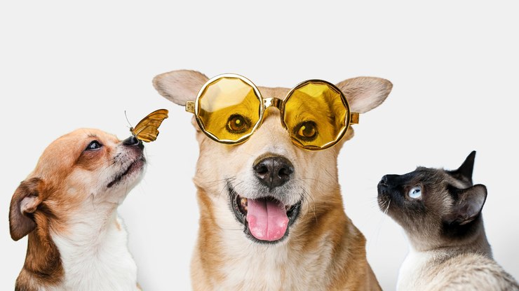 Cães e gatos precisam de ‘exame de vista’?
Especialistas respondem