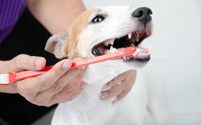Para evitar as doenças bucais em cães é preciso manter uma rotina de escovação regular.