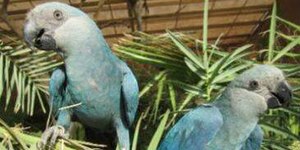 Últimas ararinhas-azuis soltas na natureza estão com vírus letal