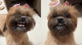 Shih Tzu viraliza ao tentar ultrapassar barreira: 