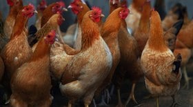 Foco da doença Newcastle preocupa o setor avícola