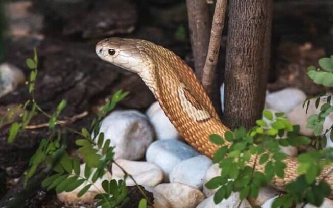 Ensaio fotográfico da cobra naja que picou estudante de 22 anos. Foto: Ivan Mattos/Zoo de Brasília