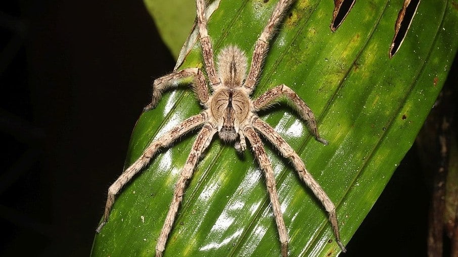 A aranha-armadeira também é uma das aranhas venenosas mais famosas do Brasil