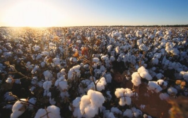 Bayer leva soluções em biotecnologia e proteção de cultivos para feiras agrícolas em Mato Grosso Bayer leva soluções em biotecnologia e proteção de cultivos para feiras agrícolas em Mato Grosso
