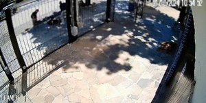Dona de cão que atacou mulher vira ré por tentativa de homicídio