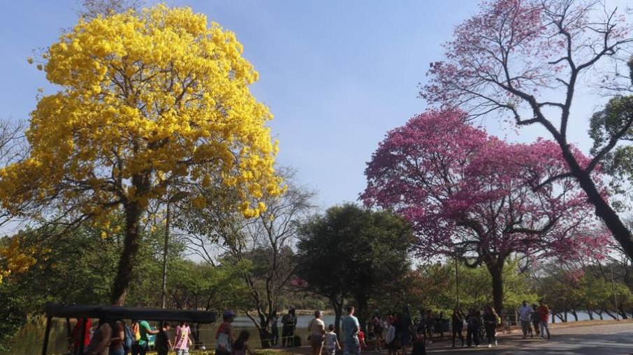 Parque Ibirapuera - São Paulo (SP)