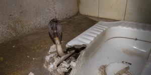 Cobra naja de 2 metros é encontrada dentro do vaso sanitário
