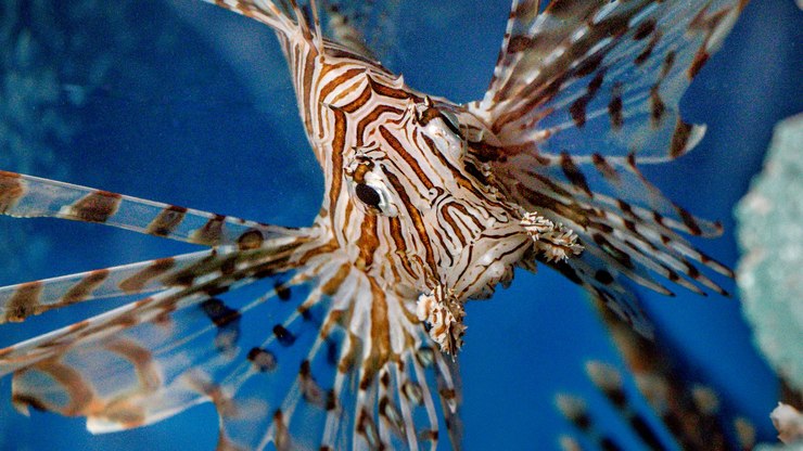 Peixe-leão venenoso é capturado em vila da Bahia