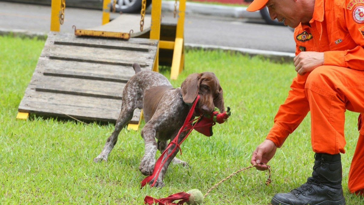 Luke, o novo cachorro do Corpo de Bombeiros, é um macho da raça Braco Alemã