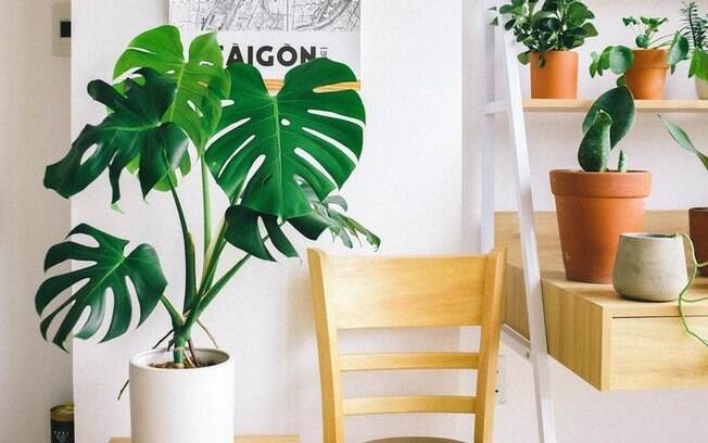 Descubra quais plantas ter dentro de casa e quais evitar Descubra quais plantas ter dentro de casa e quais evitar