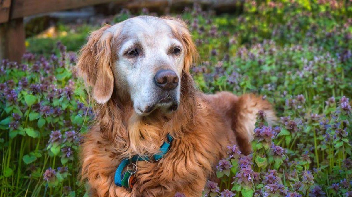 Golden Retriever com 12 anos de idade, nesta fase o animal já é considerado idoso