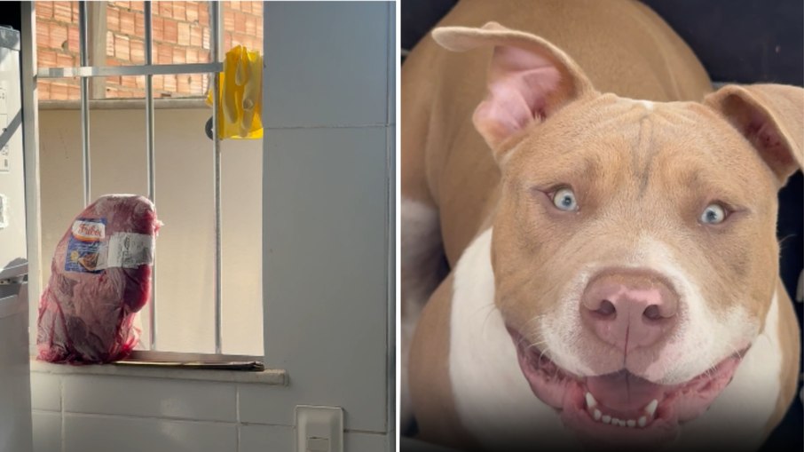 Cão é flagrado tentando pegar carne que descongelava na janela