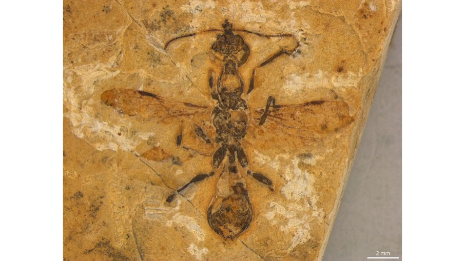 Formiga fossilizada de 113 milhões de anos preservada em calcário Formiga fossilizada de 113 milhões de anos preservada em calcário