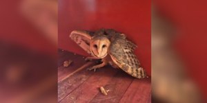 Bombeiros resgatam coruja-da-igreja em rodoviária