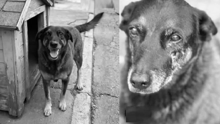 Polícia conclui investigação da morte do cão Orelha em SC