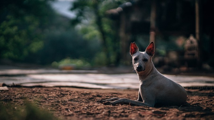 American Hairless Terrier