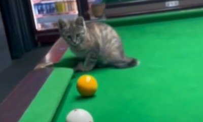 Gato trapaceiro viraliza ao ajudar tutor em jogo de sinuca