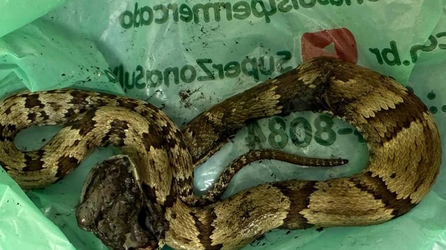 Guilherme Fontes precisou ir ao hospital após ser picado por uma cobra Guilherme Fontes precisou ir ao hospital após ser picado por uma cobra