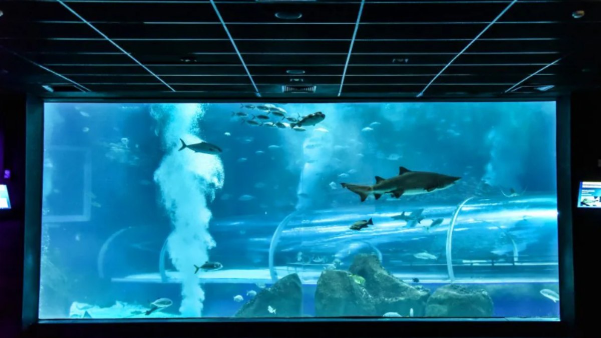 AquaRio oferece gratuidade para professores até o próximo dia 20