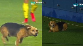 Cão perdido é encontrado após invadir estádio