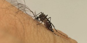 Google quer soltar 32 milhões de mosquitos com bactéria