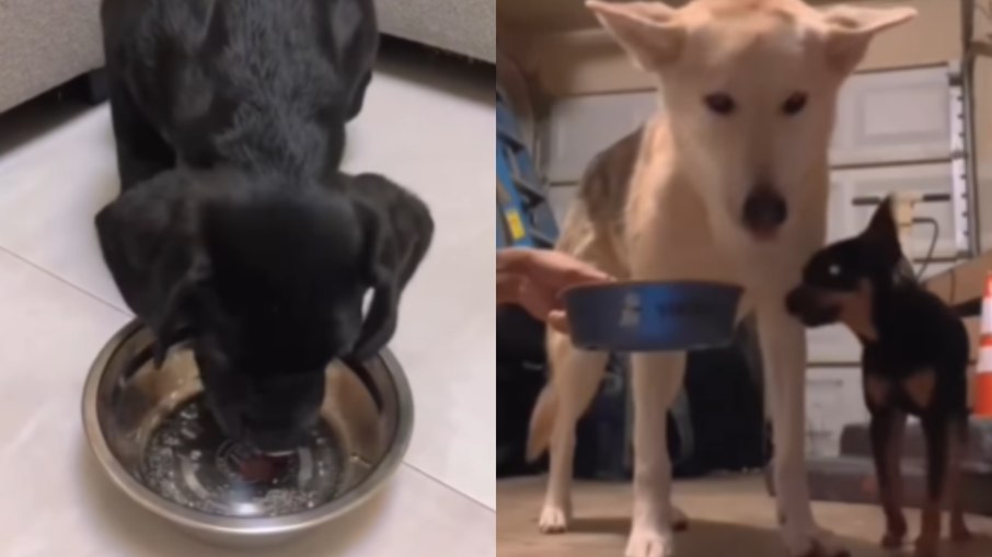 Cães experimentam água com gás e reações viralizam Cães experimentam água com gás e reações viralizam