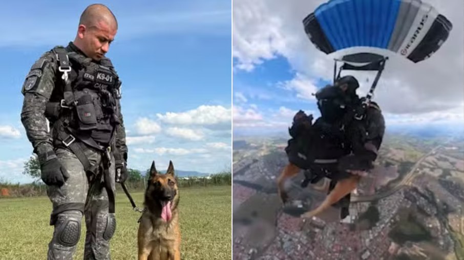 O cão policial pertence ao Canil da corporação e também atua com o Grupo de Ações Táticas Especiais (Gate). O cão policial pertence ao Canil da corporação e também atua com o Grupo de Ações Táticas Especiais (Gate).