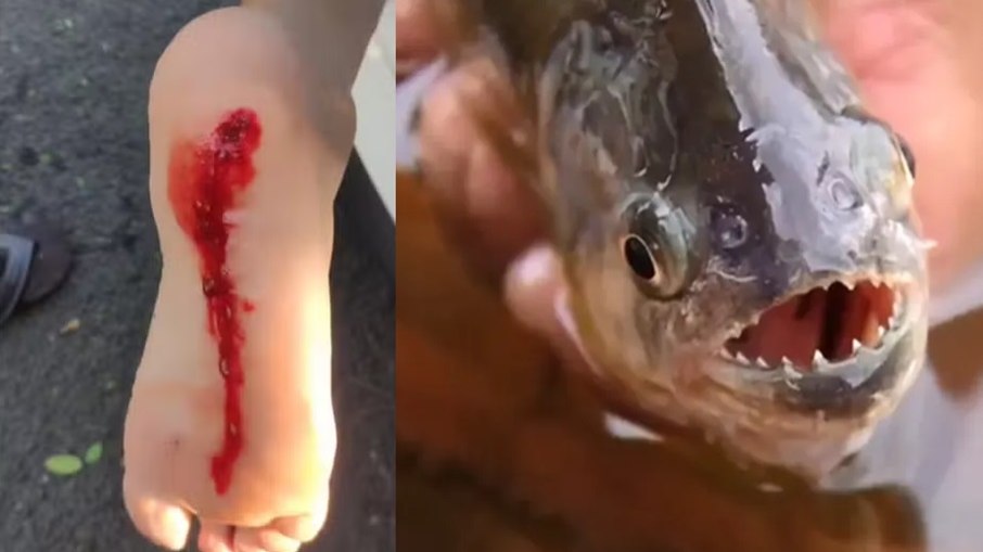Turistas foram mordidos por piranhas em prainha de Pereira Barreto