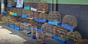 Mais de 30 aves silvestres são resgatadas de cativeiro em SP