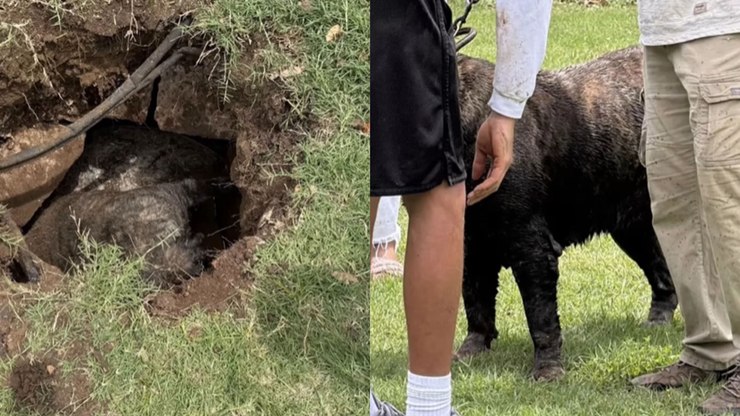 Cadela de 90 kg é resgatada após cair em cisterna desativada