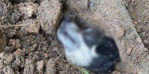 Cachorra enterrada viva é encontrada em Santa Catarina