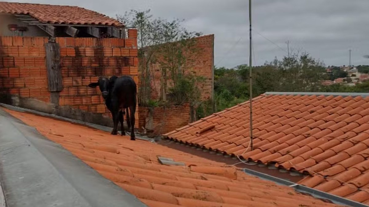 Vaca sobe no telhado em Itapetininga (SP)