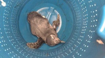 Pinguim%20debilitado%20%C3%A9%20resgatado%20em%20praia%20de%20Caraguatatuba